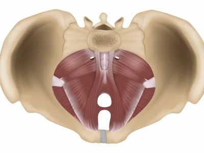 Anatomia Pavimento Pelvico