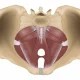 Anatomia Pavimento Pelvico